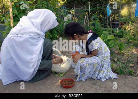 Multicultural allotment in Peckham South London growing organic produce. Stock Photo