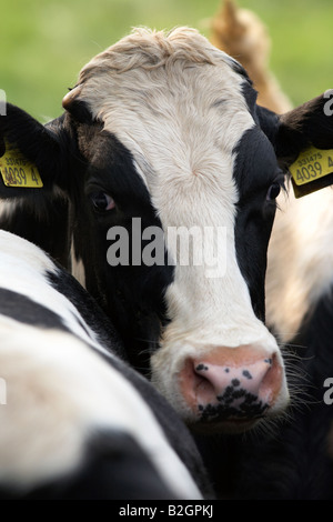 ear tags eyes and head of a friesian cow known as holsteins in north america in a dairy herd on a farm county down northern irel Stock Photo