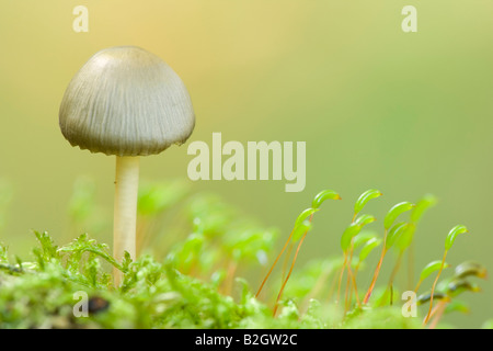 offspring mushrooms Mycena epipterygia growing moss cushion in forest Schwaebische Alb Germany Stock Photo