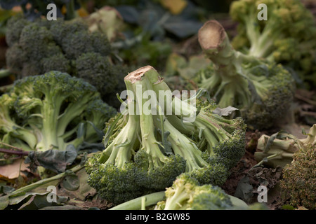 calabrese broccoli heads lying on the ground disposed after harvest on a farm county down northern ireland Stock Photo