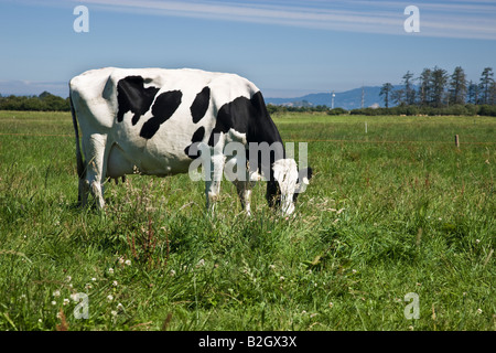 Holstein cow grazing, organic 'Eco' dairy.. Stock Photo