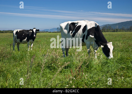 Holstein cows grazing in green pasture. Stock Photo