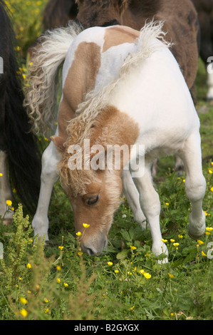 Shetland Pony foal, Unst, Shetland Isles, Scotland, UK Stock Photo