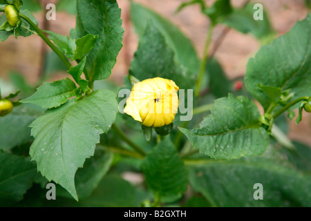 Blooming dalia flower Stock Photo