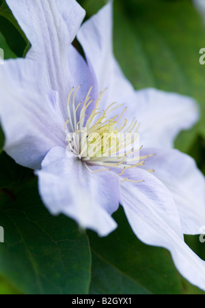 CLEMATIS SILVER MOON Stock Photo