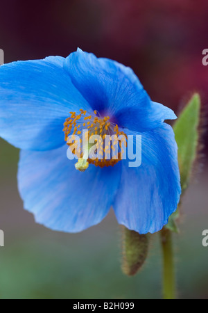 MECONOPSIS GRANDIS HIMALAYAN BLUE POPPY Stock Photo