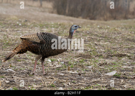 Eastern wild turkey hen Stock Photo