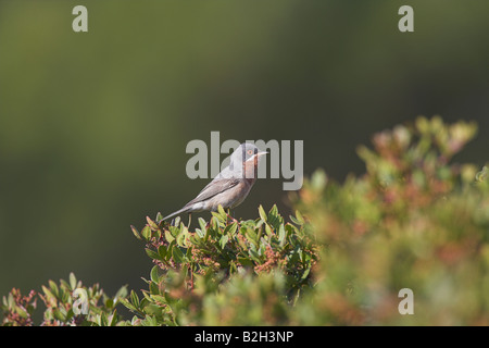 Subalpine Warbler Sylvia cantillans male perched on a bush in Lesvos, Greece in April. Stock Photo