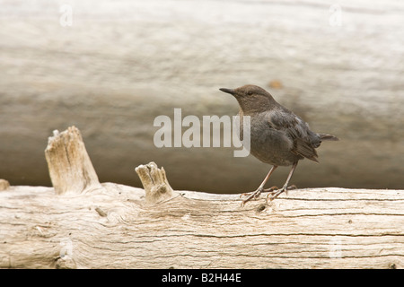 American Dipper (Cinclus mexicanus) Stock Photo