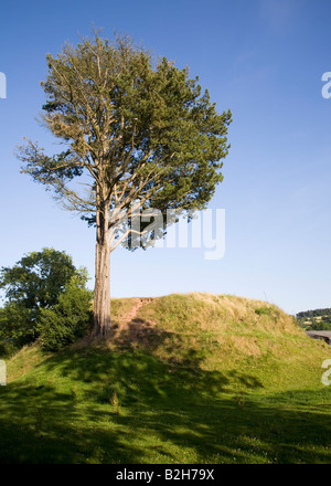 Tree on castle mount or tump turret site of motte and bailey castle in 13th century Trellech Wales UK Stock Photo