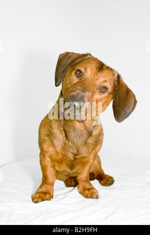 cute dog - dachshund - dog with a big nose Stock Photo