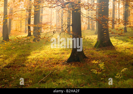 autumn forest leaves fall foliage Schwaebische Alb Germany autumnal colors colours deciduous trees Stock Photo