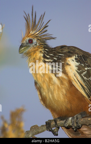 Llanos de Orinoco hoatzin Stinkbird opisthocomus hoazin andean coot Canje Pheasant Venezuela South America Stock Photo