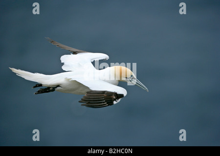 Gannet Sula Bassana in flight departing from breeding colony nestled in steep cliffs Hermaness Nature Reserve Unst Shetland Isle Stock Photo