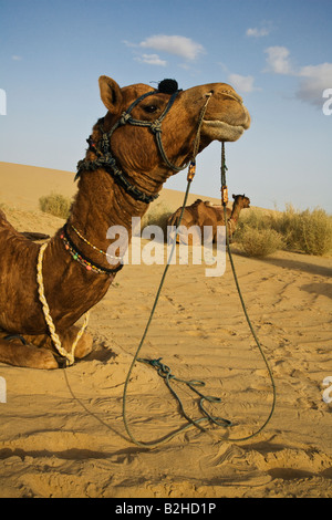 CAMELS Camelus bactrianus resting in the THAR DESERT near JAISALMER RAJASTHAN INDIA Stock Photo