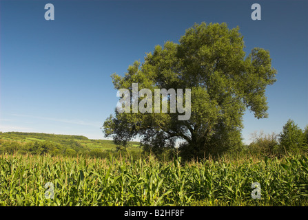 Salix alba maize field zea mays white willow landscape scenery Stock Photo