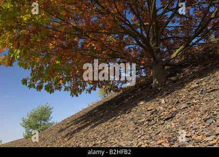 hillside northern red oak champion oak countryside landscape scenery tree Stock Photo