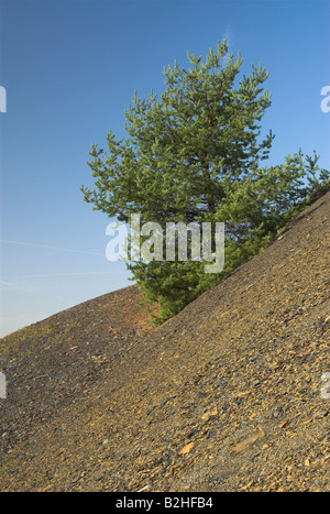 hillside european black pine pinus nigra countryside landscape scenery Stock Photo