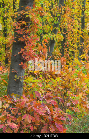 northern red oak champion oak quercus rubra autumn leaves forest Stock Photo