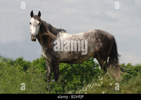 Andalusian Purebred Spanish Horse Pre breed horse Stock Photo