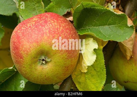 malus malus domestica apples rabapples pommier fruit Stock Photo