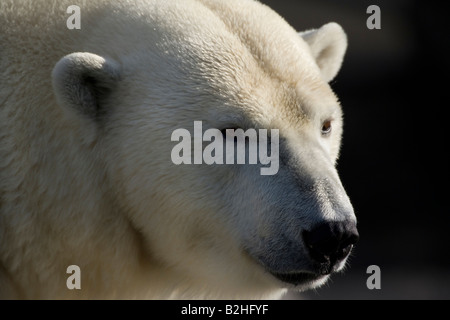 Polar bear Eisbaer Ursus maritimus Carnivora Potrait Stock Photo