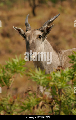 Eland Antilope Drakensberg Suedafrika South Africa Stock Photo