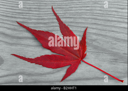 Red maple leaf on a grey wood background Stock Photo