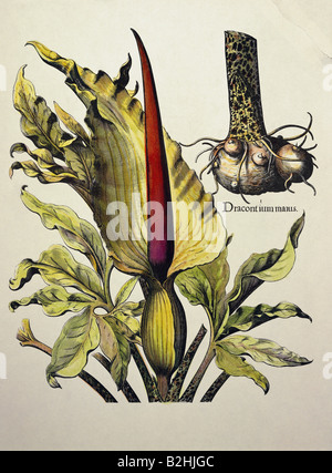 botany, marsh plants, Calla, bog arum (Calla palustris), Kupferstich, Artist's Copyright has not to be cleared Stock Photo