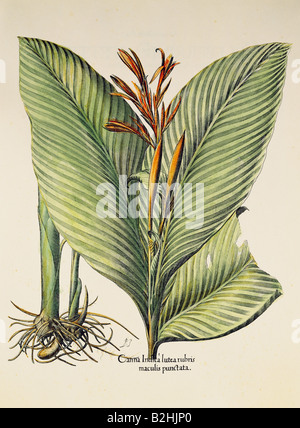 botany, flowers, Cannaceae, Indian shot (Canna indica), copper engraving, coloured, 29 cm x 20.5 cm, from 'Hortus Eystettensis', by Basilius Besler (1561- 1629), Eichstaett, Germany, 1613, private collection, Artist's Copyright has not to be cleared Stock Photo