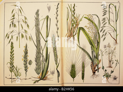botany, grasses, cereal, from 'Naturgeschichte des Pflanzenreichs in Bildern' (Natural history of the kingdom of plants in pictures), Stuttgart, Esslingen, Germany, 1853, private collection, Stock Photo