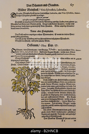 botany, trees, olive (Olea europaea), woodcut, coloured, from 'Kraeuterbuch' (Herbal book), by Adamus Lonicerus (1528 - 1586), revised by Peter Uffenbach, Frankfurt, Germany, 1679, page 67, private collection, Stock Photo