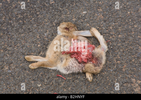 Road kill a dead rabbit in Northumberland England Stock Photo