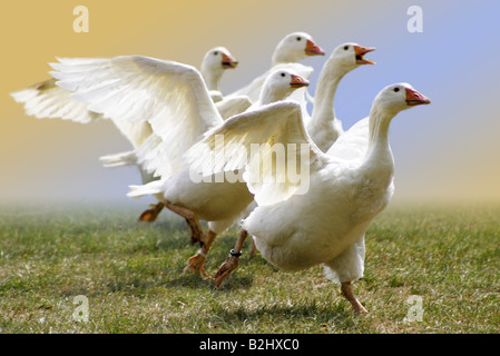 Hausgans Hausgaense Domestic Goose geese Stock Photo