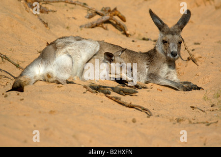 Oestliches Graues Riesenkaenguru Macropus giganteus Eastern grey kangaroo Stock Photo