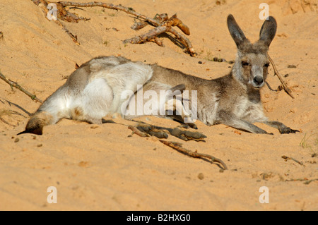 Oestliches Graues Riesenkaenguru Macropus giganteus Eastern grey kangaroo Stock Photo