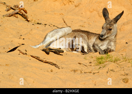 Oestliches Graues Riesenkaenguru Macropus giganteus Eastern grey kangaroo Stock Photo