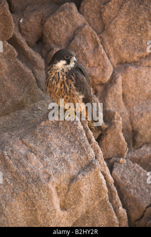 Eleonoras Falcon Falco eleonorae Sardinia Italy Stock Photo