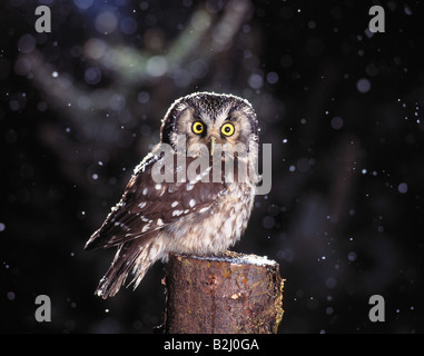 Rauhfusskauz Aegolius funereus Boreal Owl Tengmalms Owl Europe Europa Stock Photo