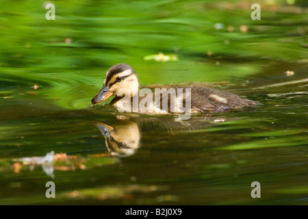 Mallard Anas platyrhynchos swimming pond dabbling duck Stock Photo