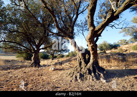 Israel Southern Coastal Plains Lachish Region An old Olive tree Stock Photo