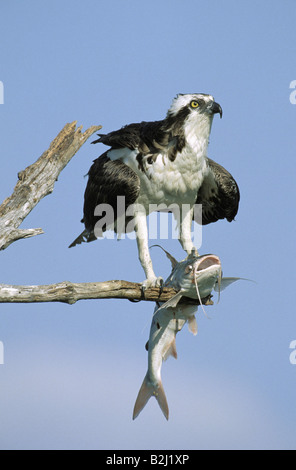 zoology / animals, avian / bird, Pandionidae, Osprey (Pandion haliaetus), sitting on branch with prey, Sanibel Island, Florida, Stock Photo