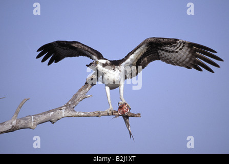 zoology / animals, avian / bird, Pandionidae, Osprey (Pandion haliaetus), sitting on branch with prey, eating, Sanibel Island, F Stock Photo