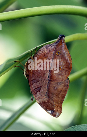 zoology / animals, insect, butterflies, Autumn Leaf, (Doleschallia bisaltide), sitting on blade of grass, underside of wings, di