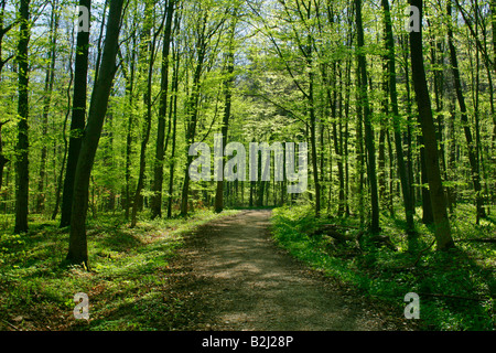 forest road forested area Spring deciduous forest Stock Photo