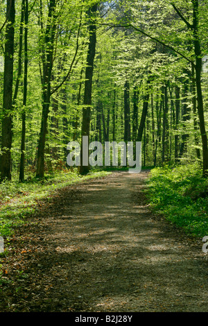 forest road trees forested area Baden Wuerttemberg Germany Spring Stock Photo