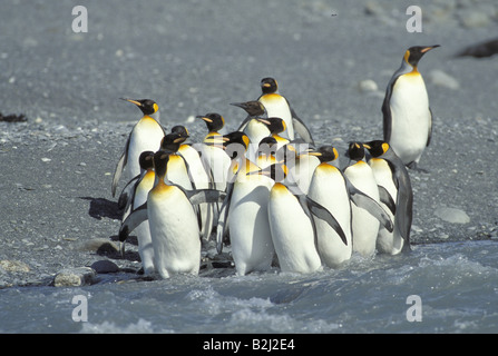 zoology / animals, birds, penguins, King Penguin, (Aptenodytes patagonicus), running, Salisbury Plain, South Georgia, distribution: antarctic Islands and Falkland Islands, Additional-Rights-Clearance-Info-Not-Available Stock Photo