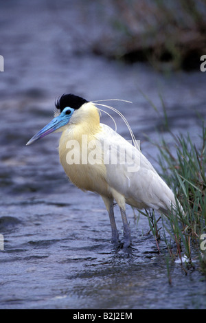 zoology / animals, avian / bird, herons, Capped Heron, (Pilherodius pileatus), standing in water, Panatal, Brazil, distribution: Southern Africa, Additional-Rights-Clearance-Info-Not-Available Stock Photo
