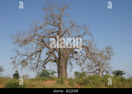 botany, African baobab, (Adansonia digitata), during aridity, without fruits, Tansania, Africa, Additional-Rights-Clearance-Info-Not-Available Stock Photo