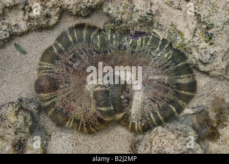 zoology / animals, Anthozoa, Knob-edged Anemone, (Cryptodendrum adhaesivum), Indian Ocean, at Kenya, distribution: Africa, Additional-Rights-Clearance-Info-Not-Available Stock Photo